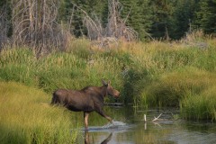 Moose Crossing River || Grand Teton NP