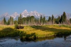 Moose and Calf || Grand Teton NP