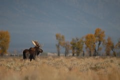 Moose on the Plains || Grand Teton NP