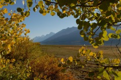 Tetons through Fall Foliage || Grand Teton NP