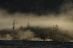 Yellowstone Fog || Yellowstone NP
