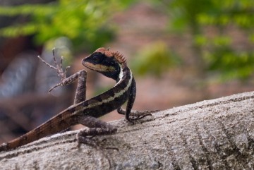 Agamid Lizard || Railay