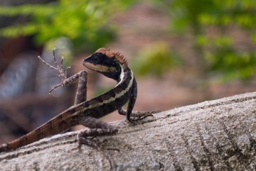 Agamid Lizard || Railay