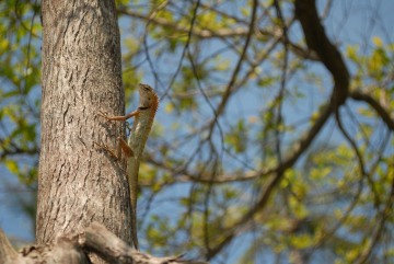 Agamid Lizard of Ko Phangan || Ko Samui Archipelago