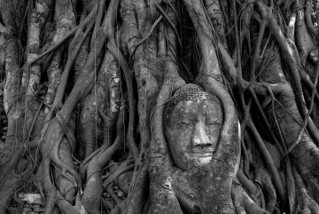 Buddha of Wat Mahathat BW || Ayutthaya