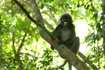 Dusky Leaf-monkey || Railay