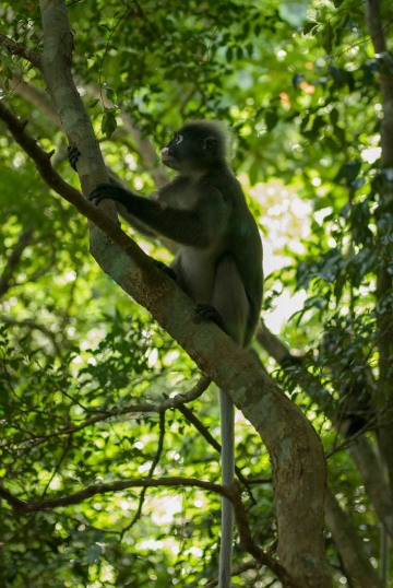 Dusky Leaf-monkey || Railay