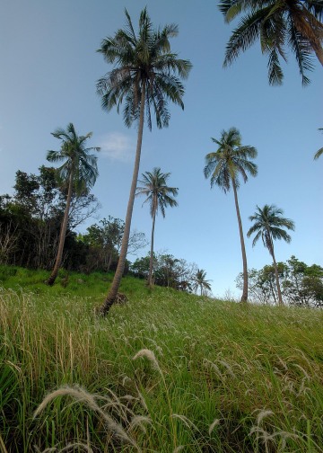 Ko Phangan Palms & Grass || Haad Tien