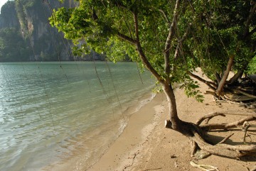 Morning Mangroves in Railay East || Krabi