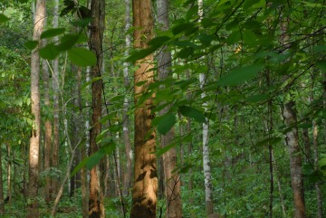 Pai Rainforest || Mae Hong Son