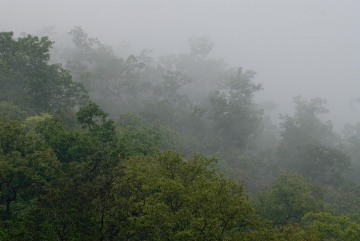 Thai Cloudforest || Mae Hong Son