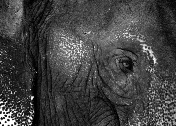 Thai Elephant Eye || Pai