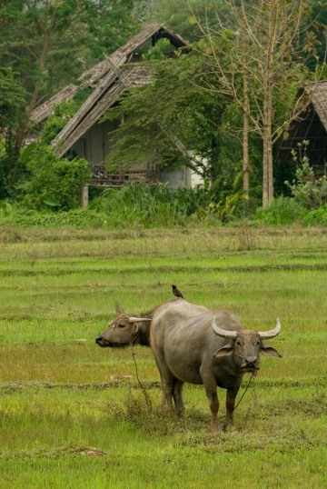 Yak || Mae Hong Son