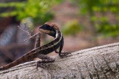 Agamid Lizard || Railay