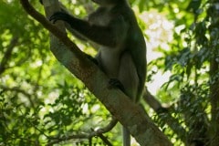 Dusky Leaf-monkey || Railay