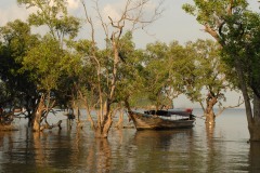 Mangroves in East Railay || Krabi