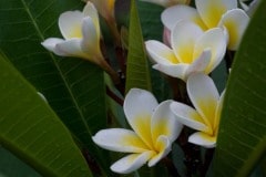 Morning Dew on Flowers || Pai
