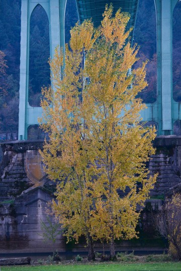 Fall at Cathedral Park || Portland