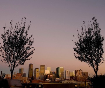 Glasshouse Skyline Flanked by Trees || Denver
