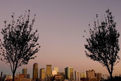 Glasshouse Skyline Flanked by Trees || Denver