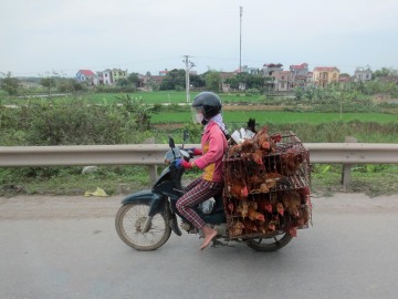 Chickens and Scooter || Hanoi