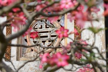 Flowers at Imperial City || Hue