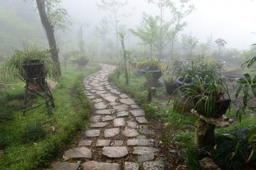 Ham Rong || Sa Pa