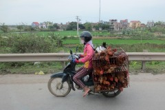 Chickens and Scooter || Hanoi