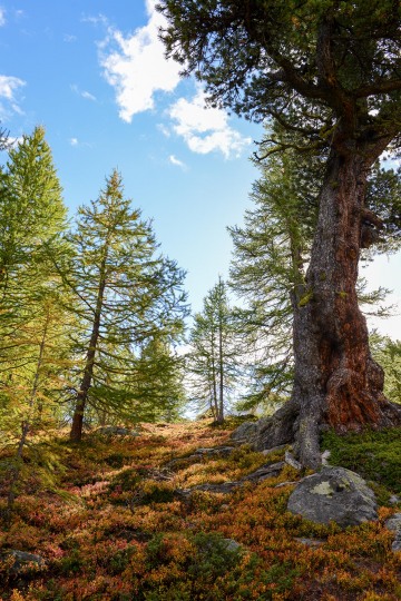 Alpine Forest || Zermatt, Switzerland