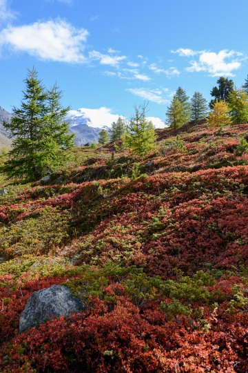 Alpine Forest || Zermatt, Switzerland