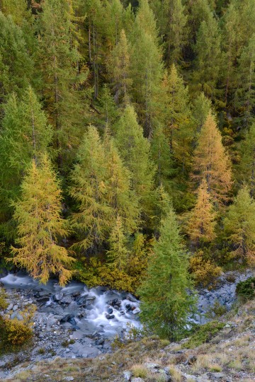Gornera River in Fall || Zermatt, Switzerland