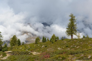 Matter Valley Pine || Zermatt, Switzerland