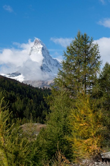 Matterhorn and Tree || Zermatt, Switzerland