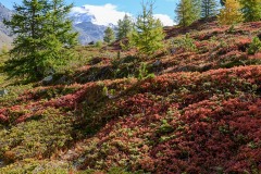 Alpine Forest || Zermatt, Switzerland