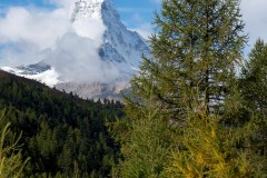 Matterhorn and Tree || Zermatt, Switzerland