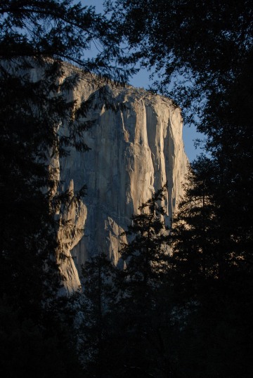 El Capitan Framed by Trees || Yosemite NP