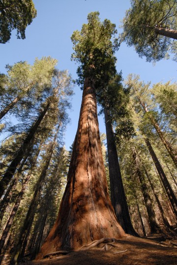 Giant Sequoias || Yosemite NP