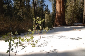 Shadows in the Snow || Yosemite NP