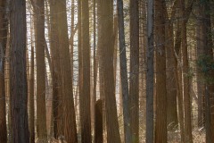 Afternoon Light through Pine Trees || Yosemite NP