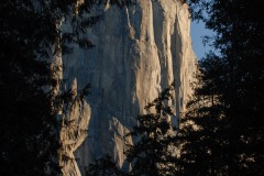 El Capitan Framed by Trees || Yosemite NP