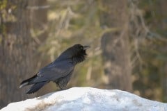 Raven || Yosemite NP