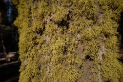 Tree Moss || Yosemite NP