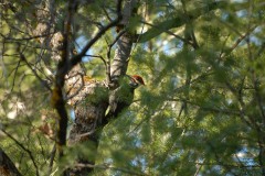 Woodpecker || Yosemite NP